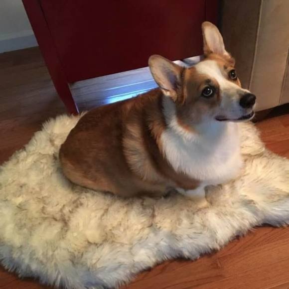 Meet your Posher, Hannah, Daisy, Rocky, Baxter(RIP) and Logan (RIP) - Picture 14 of 14